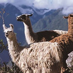 lamas, alpagas, moutons